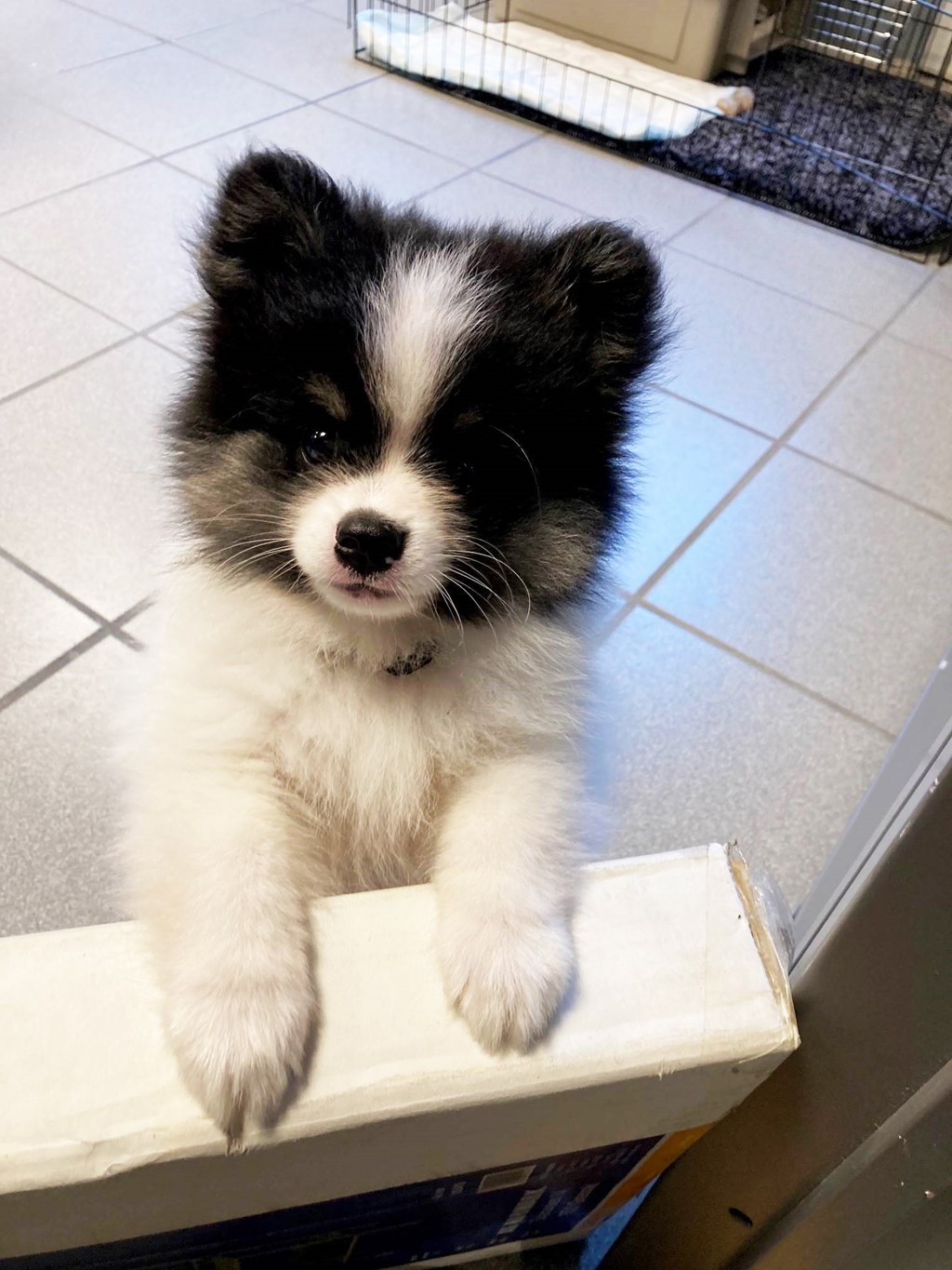 Nico - vår maskot og kundeservicearbeider?